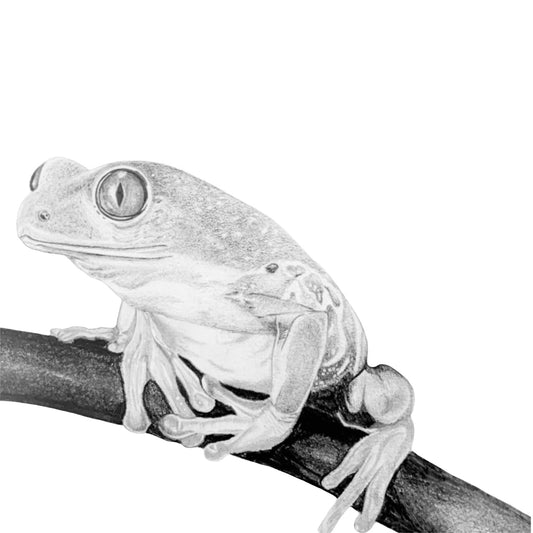 Tree Frog Original